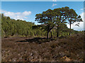 NH2023 : Forest at west end of Loch Beinn a' Mheadhoin by Trevor Littlewood