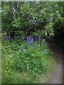 Lofthouse Colliery Nature Park -lupins (1)