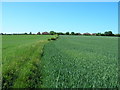 Farmland south of Westgate Lane