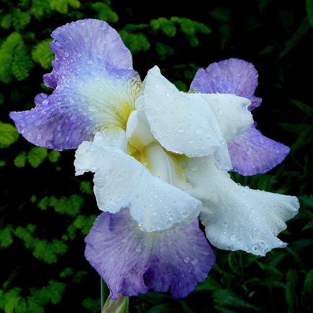 Blue iris after rain