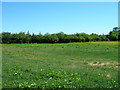 Grazing land off Lowfied Lane