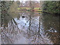 Pond, Hayes Recreation Gardens (8)