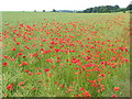 Poppies among the rape, Toyd Farm