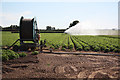 Potato irrigation