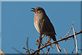 Dunnock - Ogmore