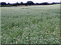 Peas, Toyd Farm