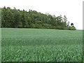 NT9543 : Wheat field by Richard Webb