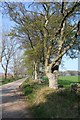 Roadside Trees by Culfosie