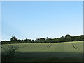 Wheatfield adjacent to Burnt Farm Ride