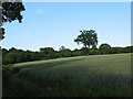 Solitary tree in a wheatfield