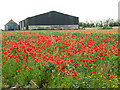 A sea of poppies by Eastles Farm, Burgh Castle