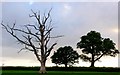 Three Trees near east Pulham