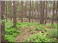 Woodland near the Moor Loch