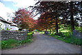 Copper Beech Lined Driveway