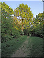 Footpath in Bradfield Wood