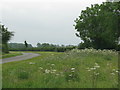 Flowers by the roadside south of Foxley