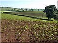 Maize near Higher Pitt