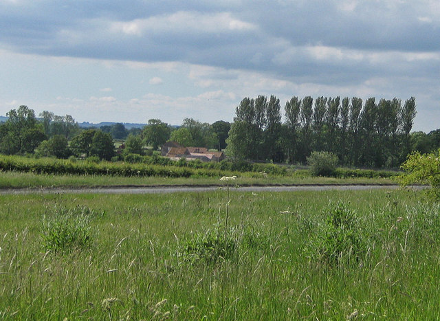 Line of poplars by the trout farm