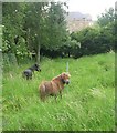 Ponies grazing - Laburnum Place, Harrogate Road