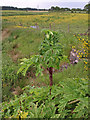 Giant Hogweed near Fenwick