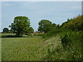 Field edge, hedge and distant farm, Hardstoft