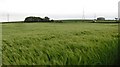 NS9887 : Barley field by Richard Webb