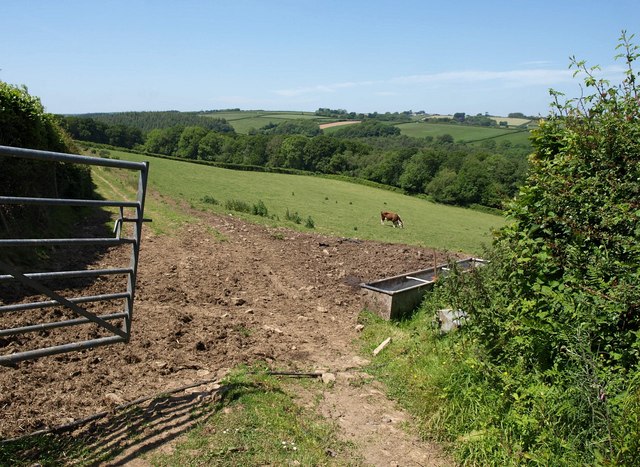 Bull in field, Hangman's Hill