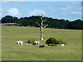 Cows and a dead tree