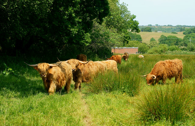Highland Cattle, Near Alverstone