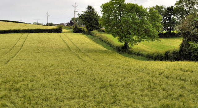 Barley field, Hillsborough (1)