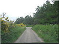 Corrie Road runs beside Birch Wood