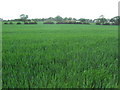 View from Public Footpath east of Chelford Station