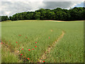 Poppies in a crop of oats below Dodd