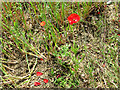 Poppies in a crop of oats below Dodd