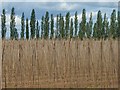 SP2356 : Poplars and bean poles by David P Howard