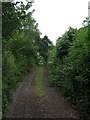 Northdown Road near Hallshot Wood (looking easst)