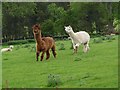 NT9503 : Alpacas at Wood Hall, Sharperton (1) by Oliver Dixon