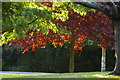 Evening sun through trees, Priory Park