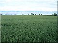 Farmland, Slingsby Carr