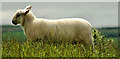 J4772 : Sheep, Scrabo, Newtownards by Albert Bridge