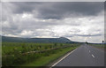 Livestock grazing in fields along the main highway