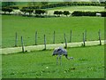 NZ1508 : Mainsgill Farm by Andy Farrington