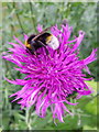 Bee and knapweed, Fovant Hut