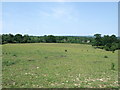 Pasture west of Newick