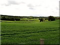 Farmland at Ballystokes