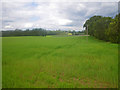 Expansive grassy field across from the Deer Centre