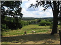 Annesley - fields above Mosley Farm