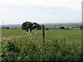 Cows graze on Dorton Hill