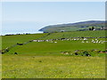 Meadow at Laidhay