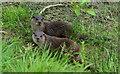 TQ3643 : Young Otters at the British Wildlife Centre by Peter Trimming